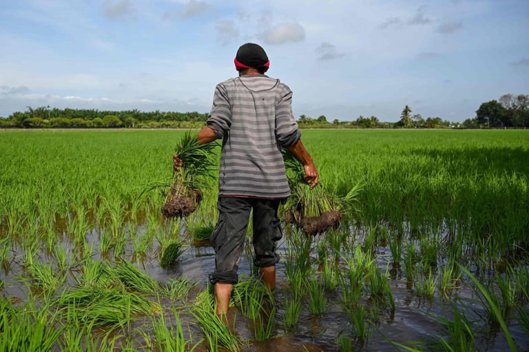 Malaysia intensifies food security response as El Niño threat looms over rice sector