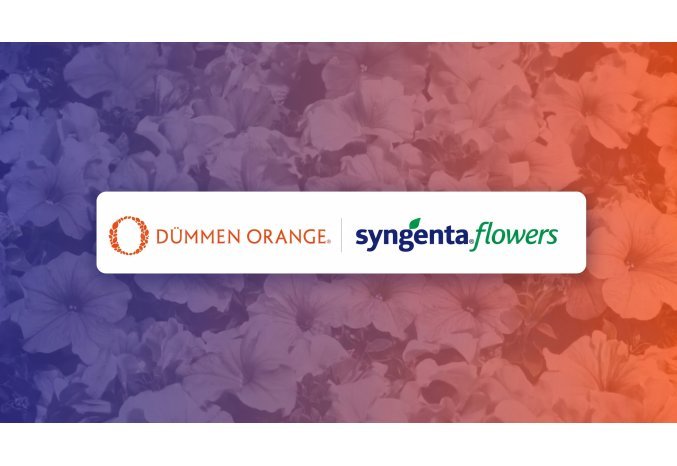 Syngenta to form joint venture with Dümmen Orange by divesting flowers business
