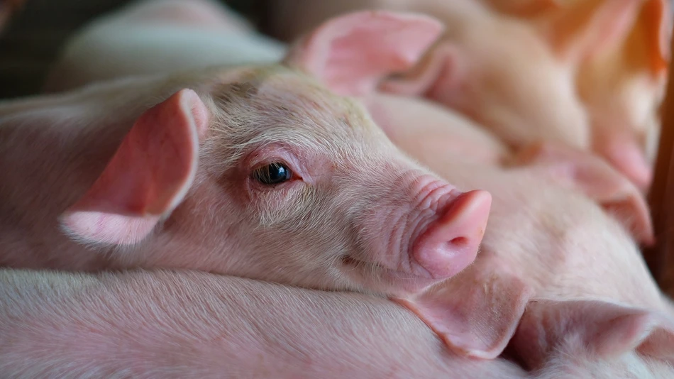 Novonesis expands EU Approval for phytase product, unlocking broader use across livestock feed sector