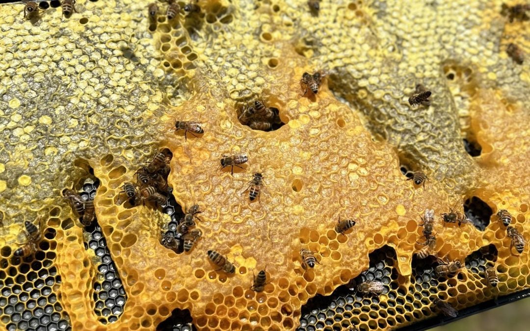 BASF expands bee health strategy through partnership with NOD apiary products