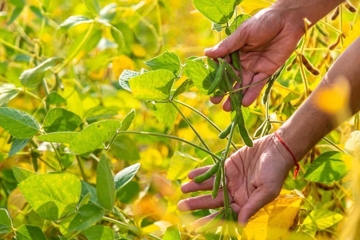 Indofil strengthens Latin America push with strategic product rollout