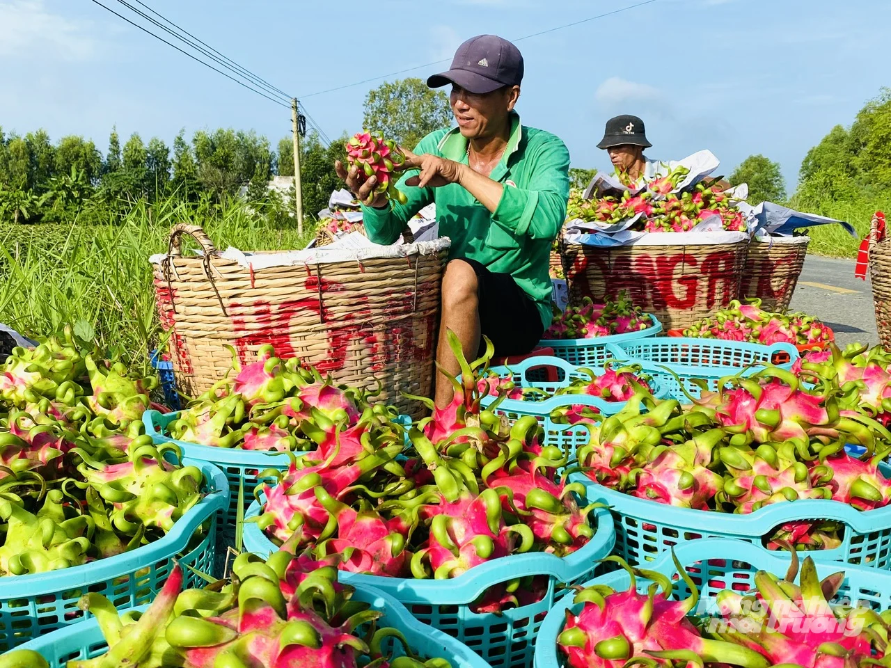 Dong Thap accelerates farm traceability rollout to strengthen export competitiveness and supply chain transparency