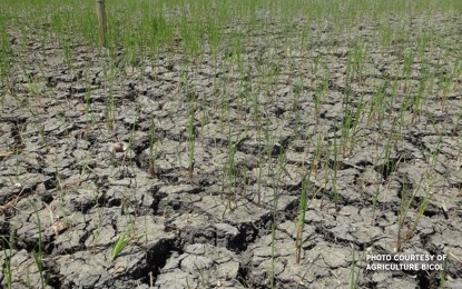 Philippines activates El Niño response strategy to safeguard agricultural output