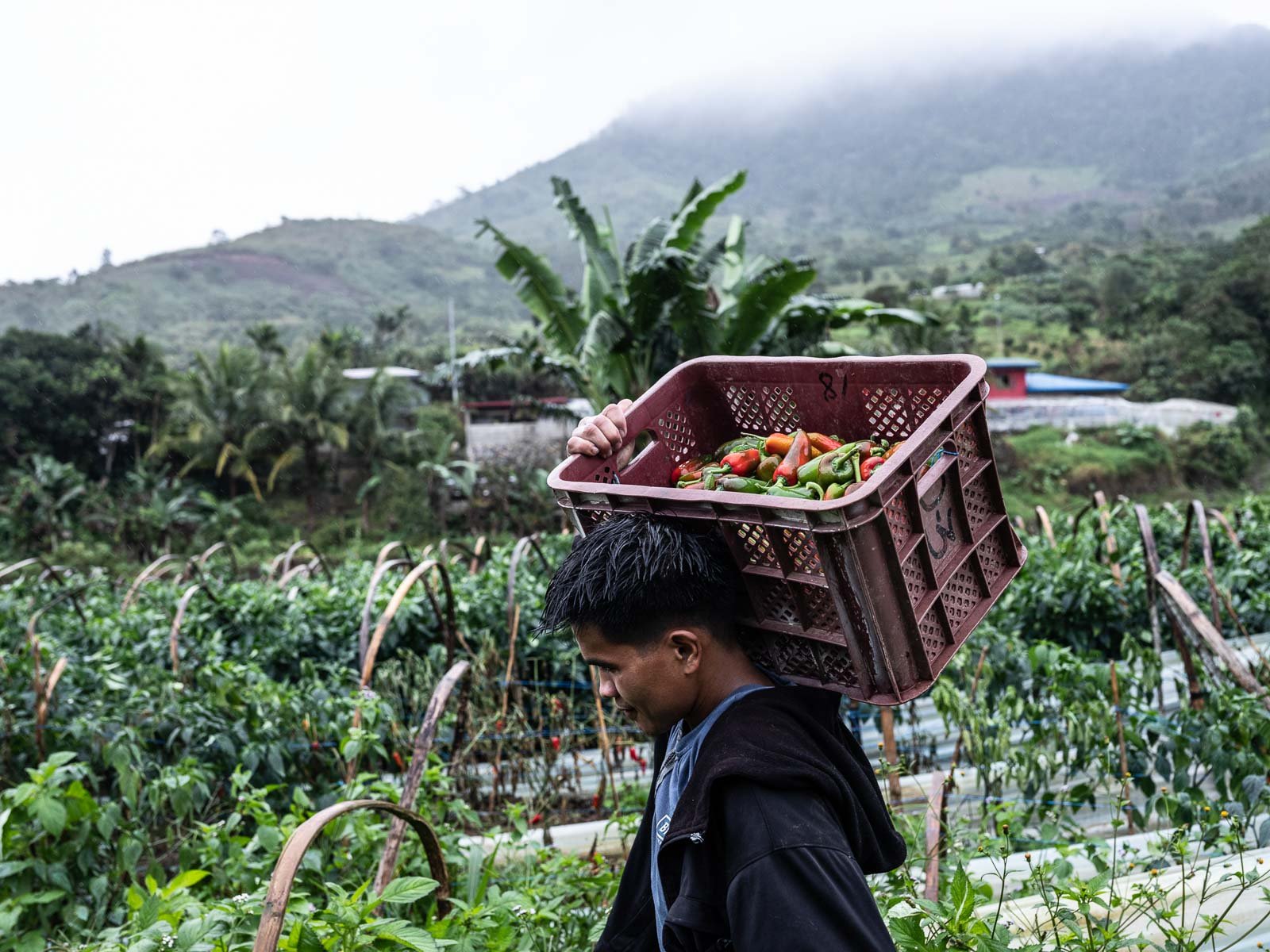 Oil price shock pushes Philippine food inflation to 6.1%, DA responds with emergency measures