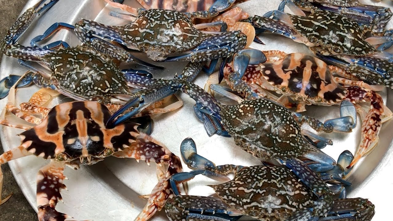 Viet Nam crab industry gets regulatory relief as US lifts COA requirement for key fisheries