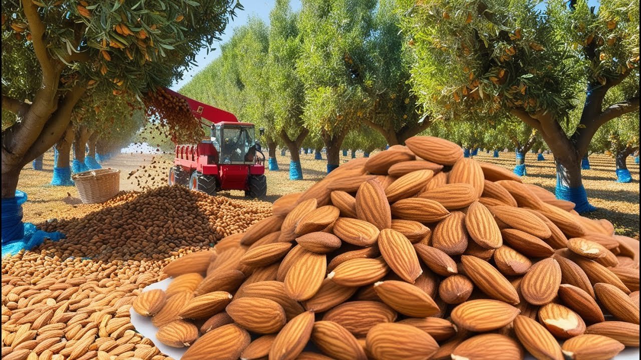 Artefact and Almond Board of California forge landmark partnership to transform almond shells into next-gen industrial materials