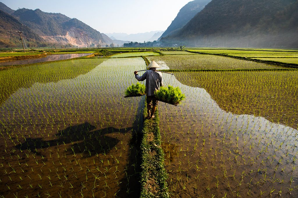 Vietnam locks in 1.5 Mn-Ton rice export deal with  Philippines as ASEAN grain trade deepens