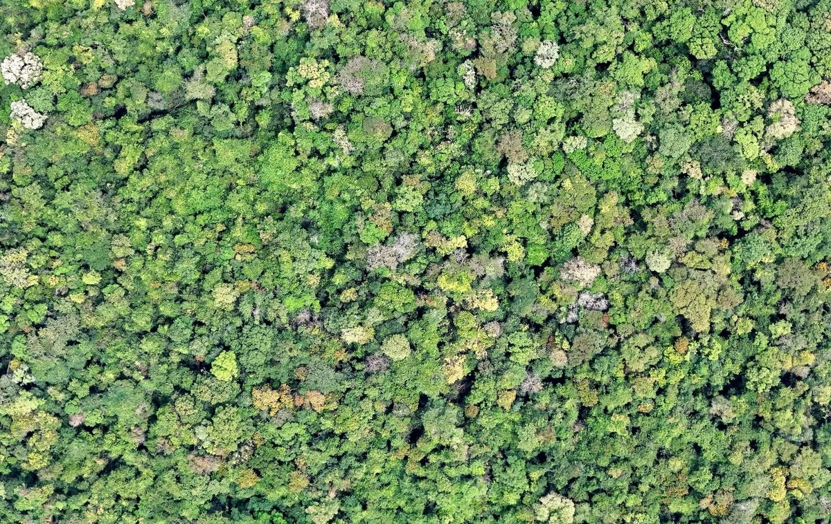 Vietnam’s Lam Dong eyes major gains from forest carbon market participation