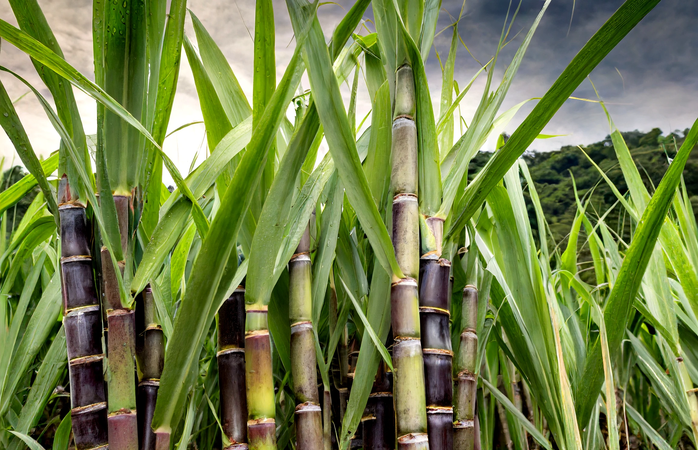 Brazil approves CTC’s transgenic sugarcane as biotechnology redraws economics of sugar-energy complex