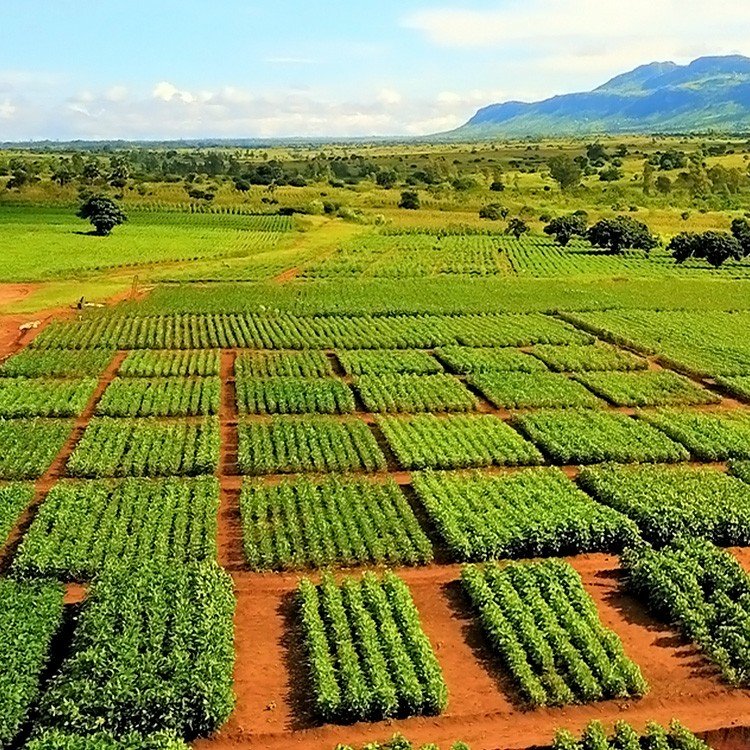 Nitro expands crop technology portfolio with stay up for soybean and bean producers