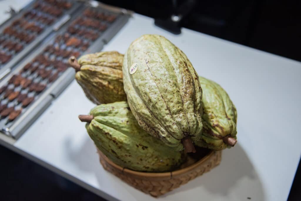 Thailand’s cocoa industry gains circular economy boost with livestock feed innovation