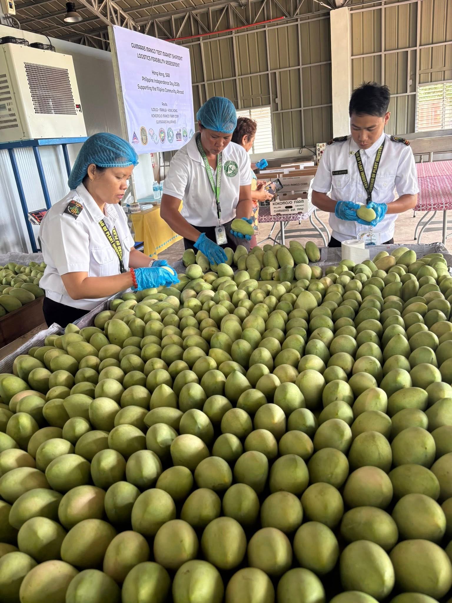 Guimaras mangoes gain global spotlight as Philippines pursues export market expansion