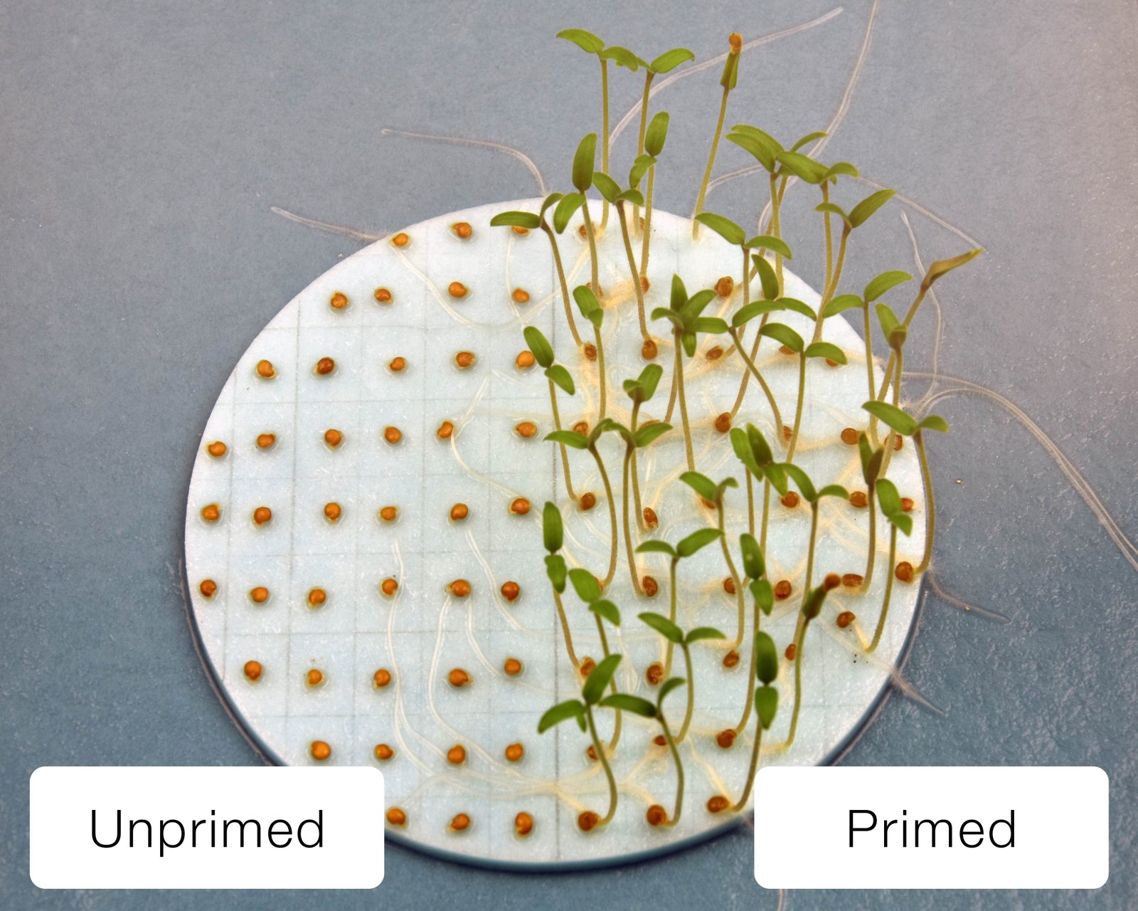 Seed priming shows promise as next-generation tool for sustainable pest control