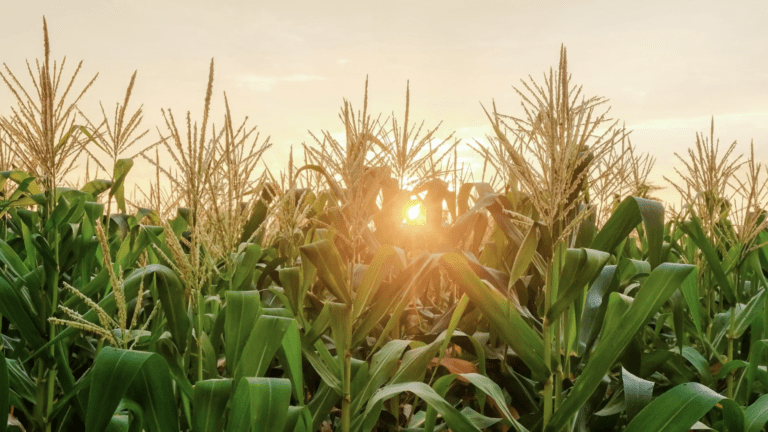 Elemental Enzymes and UPL set new benchmark in biological crop protection with Strakor launch