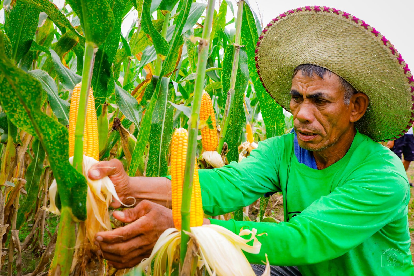 Philippines seeks to more than double corn import quota as feed cost risks mount