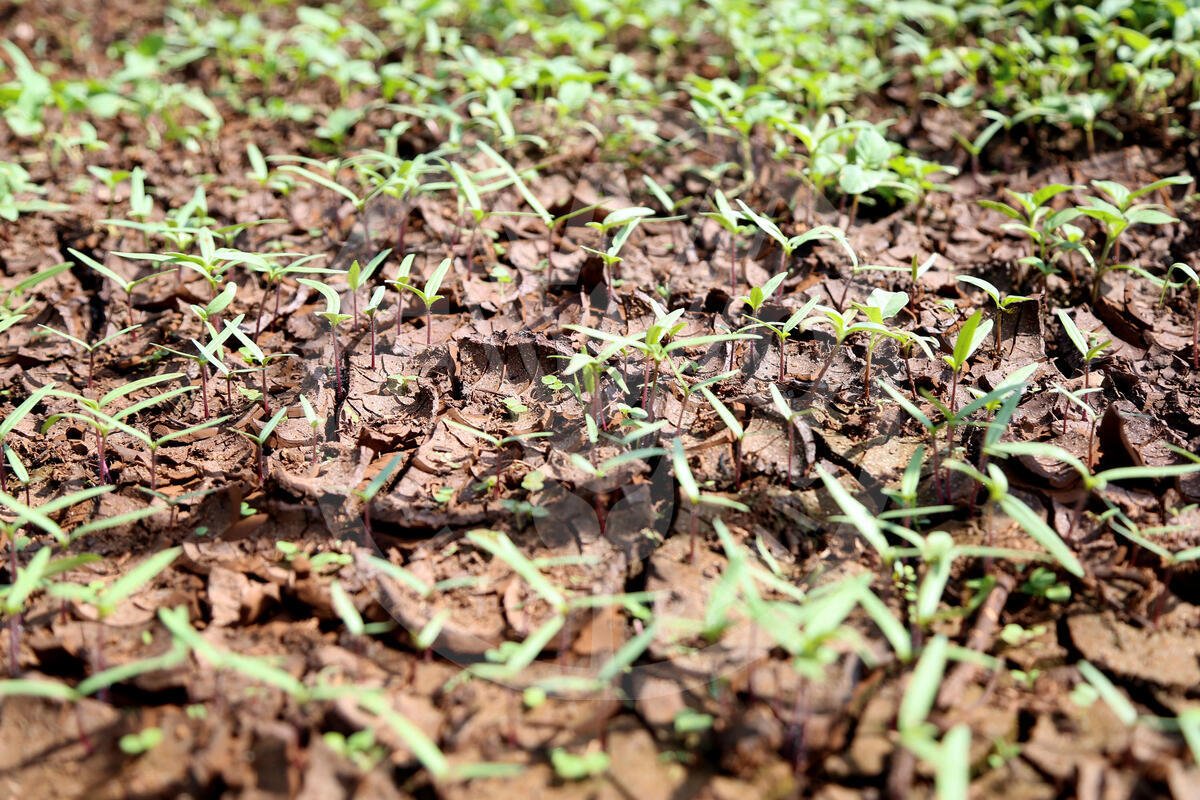 FAO and WFP launch joint appeal to protect 8.8 million people from extreme weather events