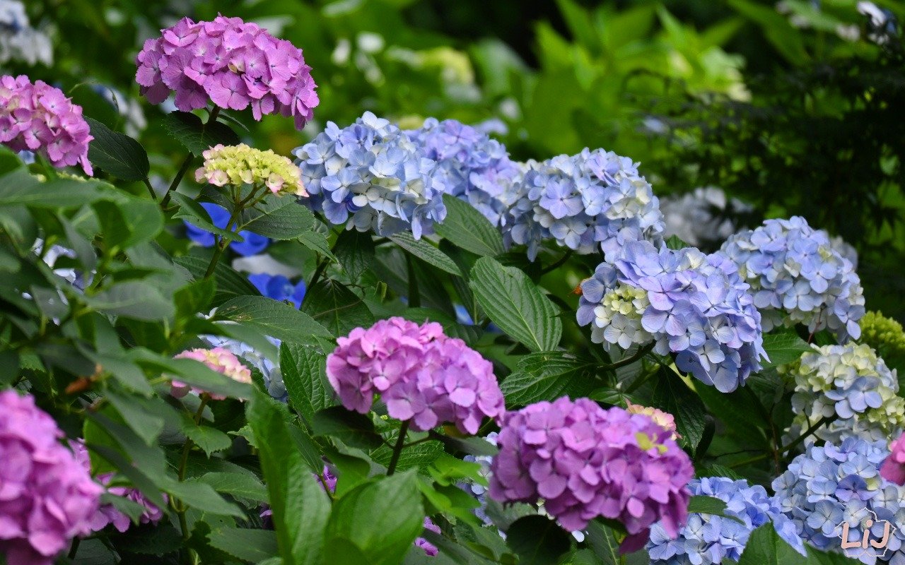 Japan’s leading Hydrangea region unveils first Homegrown variety