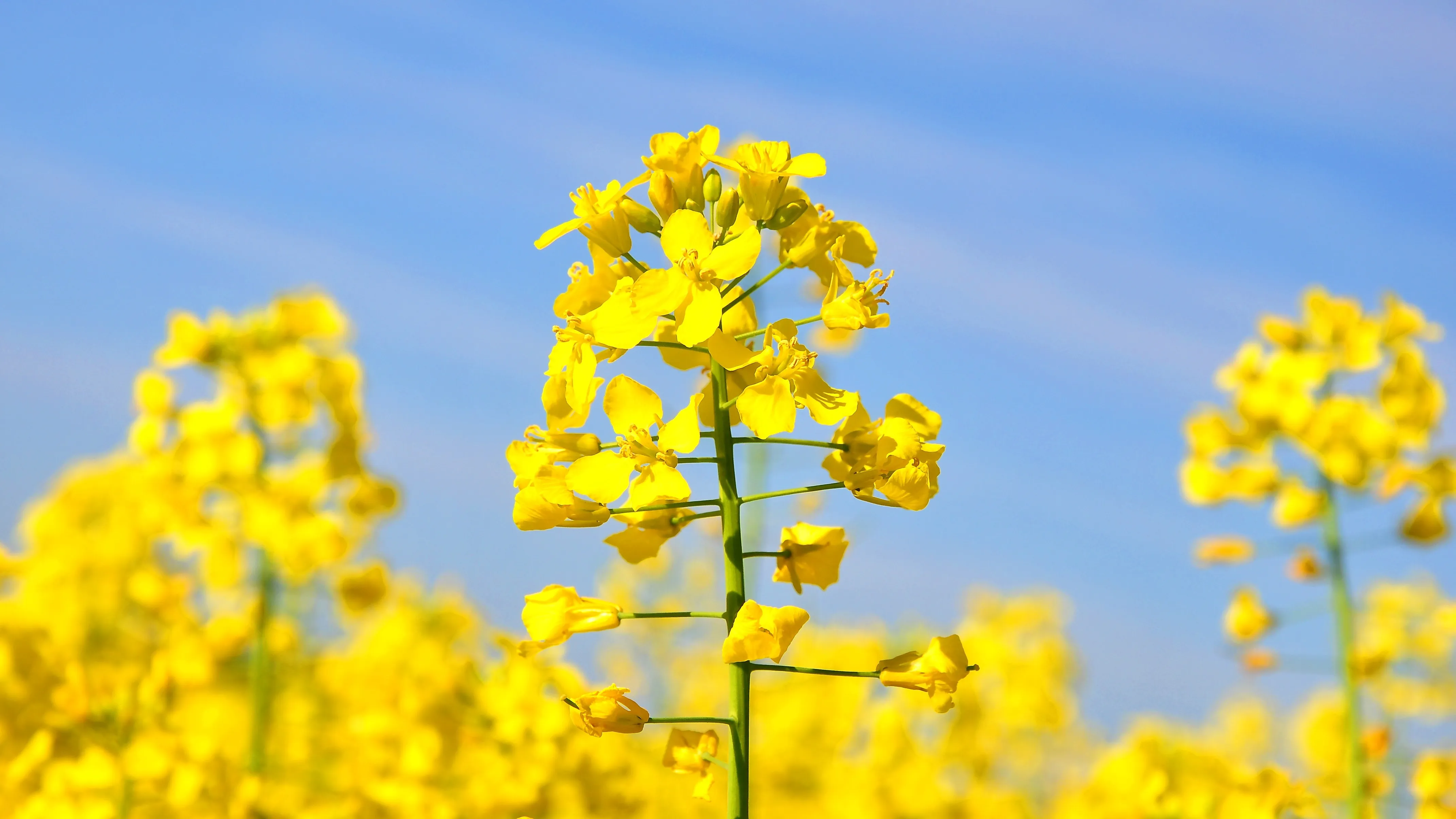Australia invests in next-generation canola genetics to tackle frost, acid soils and yield constraints
