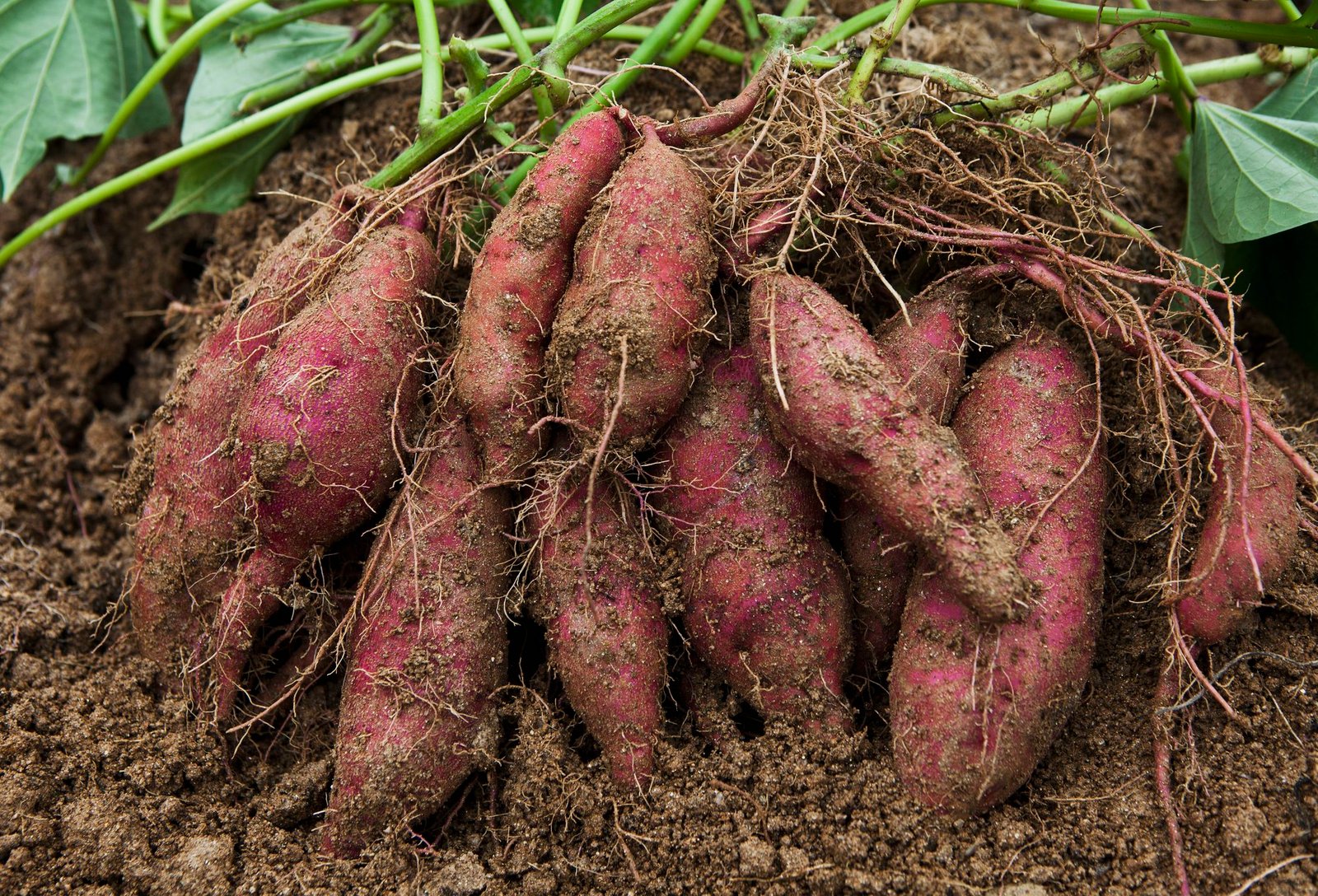 Rootsii bets on sweet potatoes to disrupt plant-based dairy market