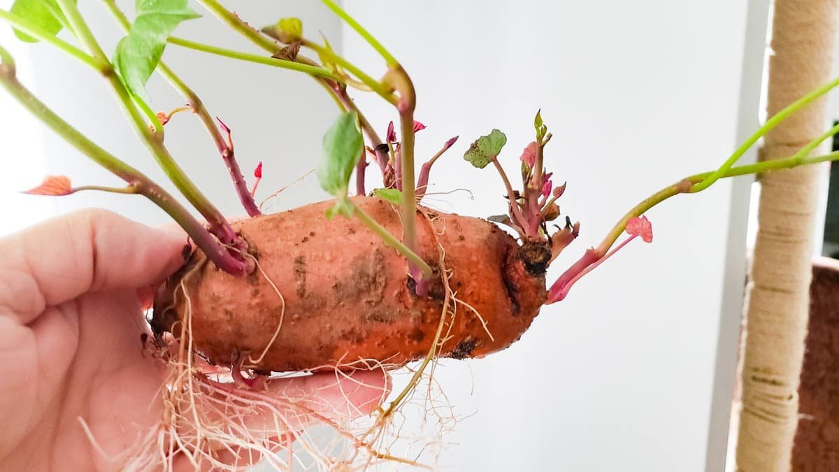 Mississippi State University turns focus to  hidden economics of sweet potatoes