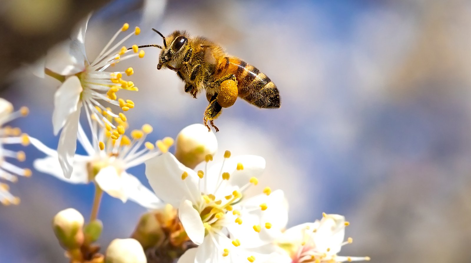 Bees, biodiversity and ESG: New sustainability imperative