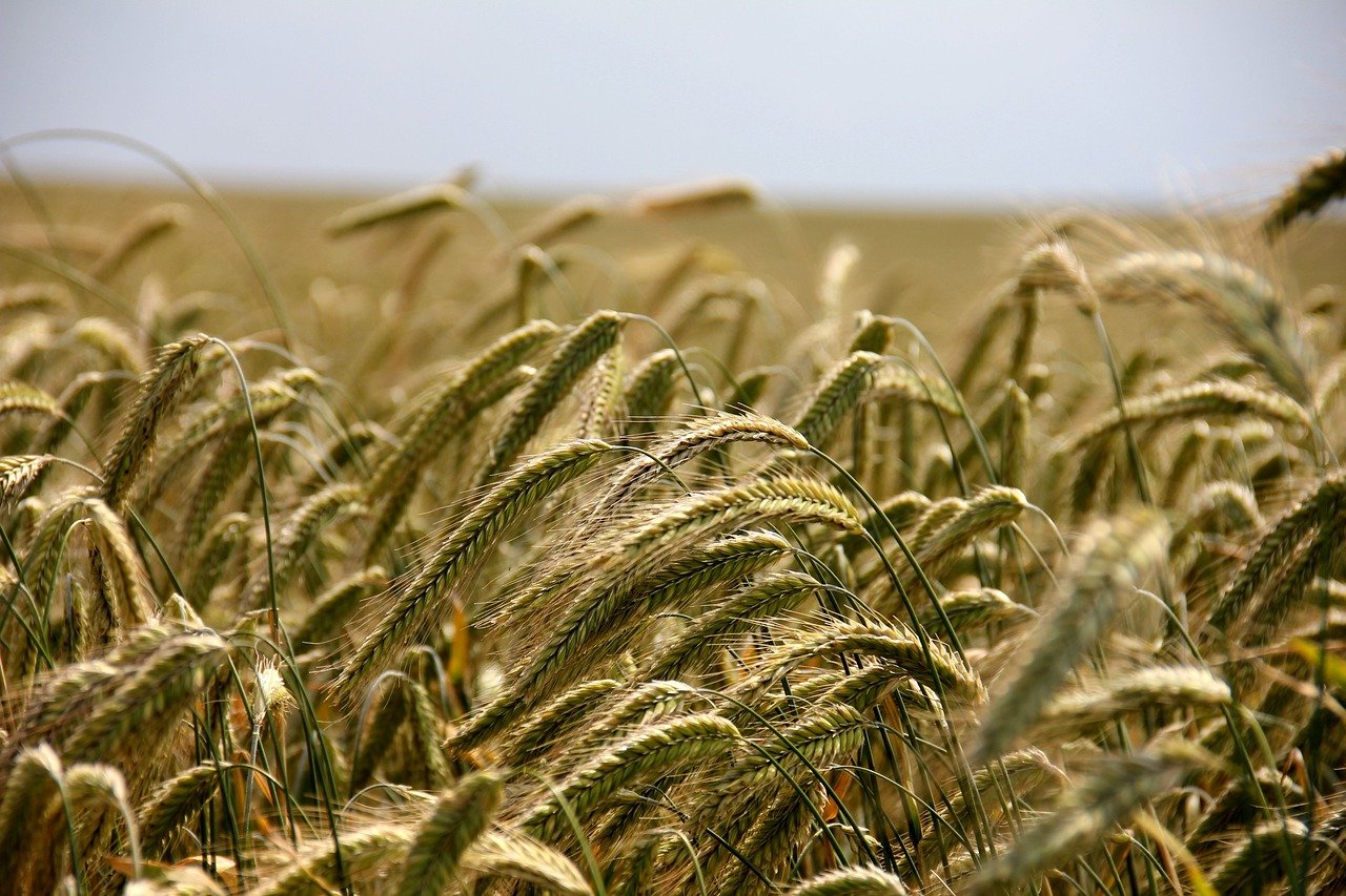 Sharjah’s desert wheat breakthrough sets new benchmark for climate-resilient agriculture