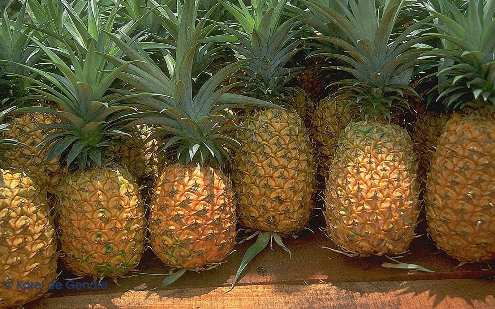 Philippines expands Middle East market access as fresh pineapple exports reach UAE