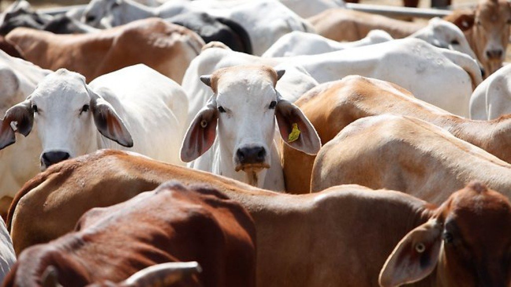 Tianjin breaks new ground in China-Uzbekistan livestock trade with 333-cattle export