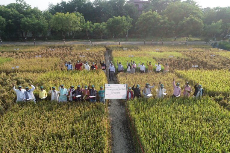 IRRI researchers identified rice varieties which can deliver genetic gain and farm productivity