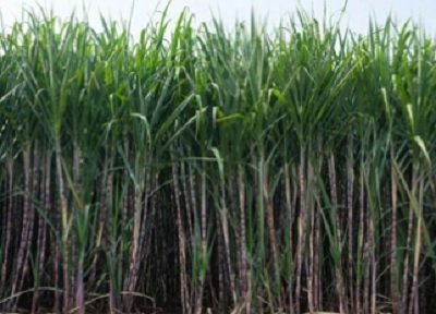 Centre issues guidelines for restructuring under Sugar Development Fund Rules 1983