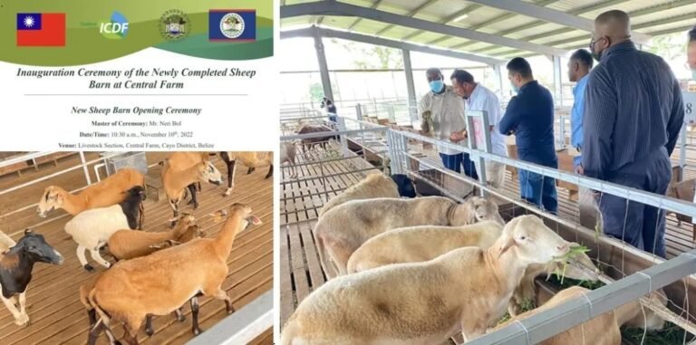 Belize Ministry of Agriculture and Taiwan ICDF Inaugurates New Sheep Barn