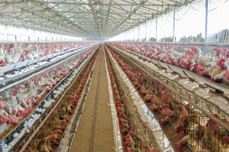 Bird flu detected at a turkey farm in Israel