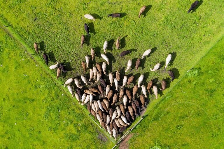 Australia studies heat and cold stress in Bos taurus cattle