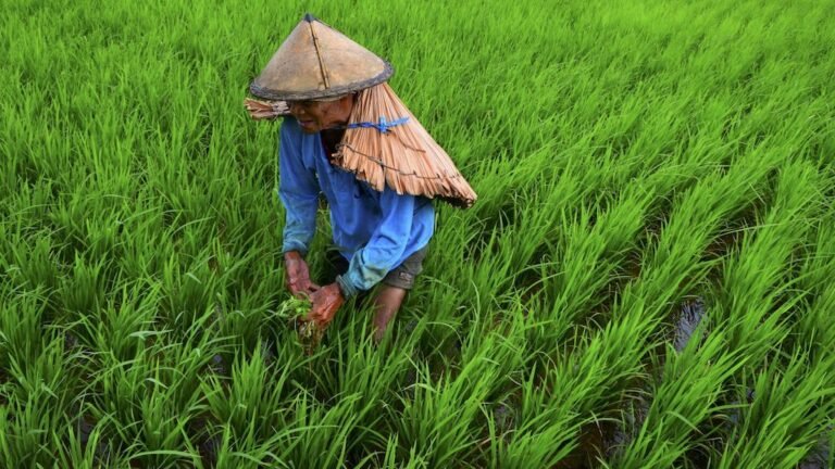 ADB $500 Mn loans to Support Philippine agriculture reforms