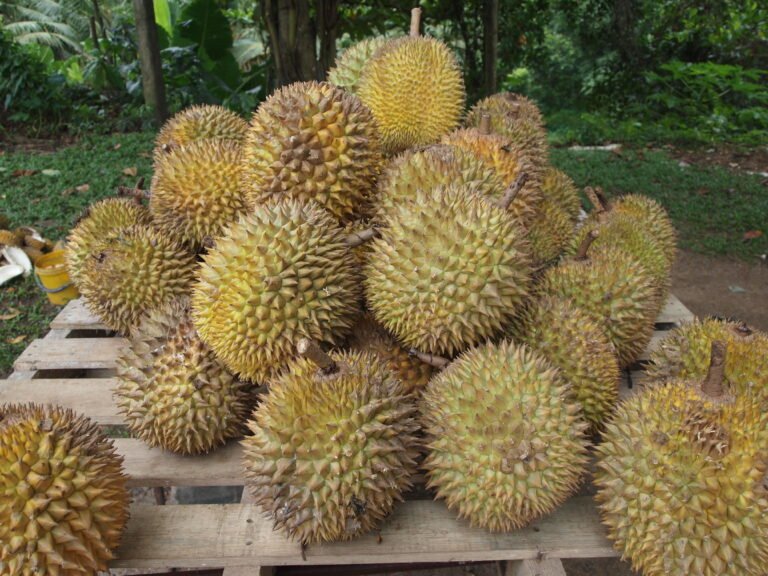 China to import Philippines’ durian soon