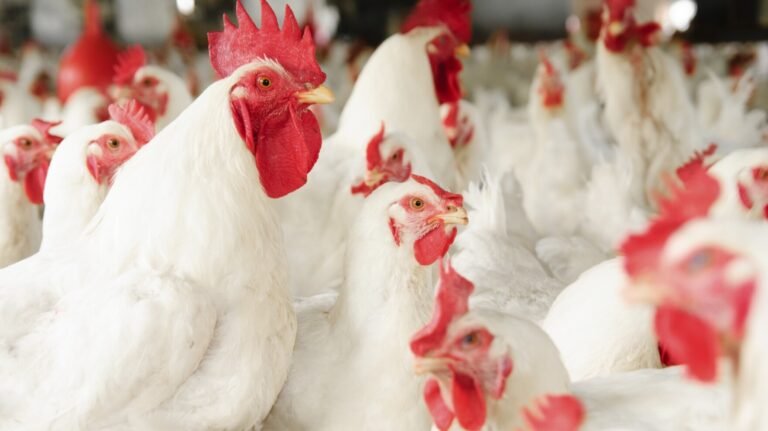 SFA bans import of broiler chicken from a Malaysian farm