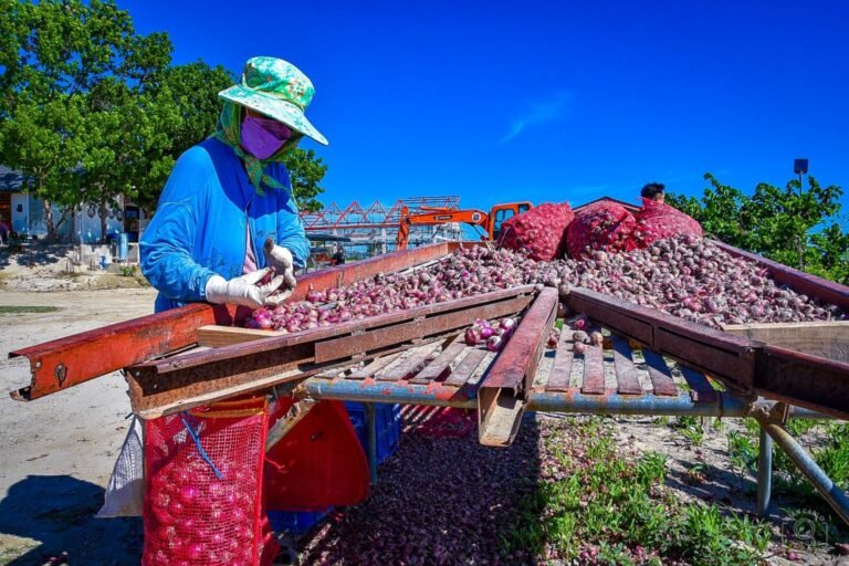 The Philippines onion industry receives P326.97M from DA for productivity enhancement