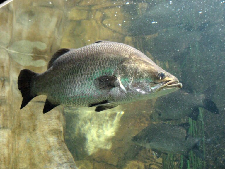 A single test picks up all strains of deadly fish virus threatens Australian fish