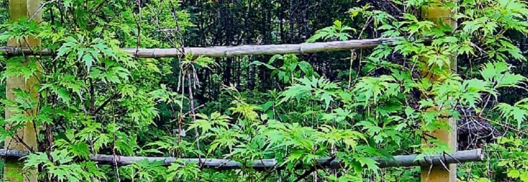 Hikvision protects endangered rare grape species with video technologies