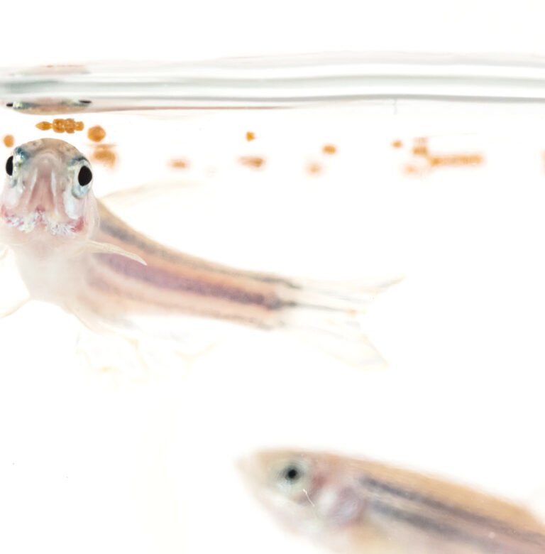 Portugal’s SPAROS launches innovative micro diet for Turbot Hatcheries