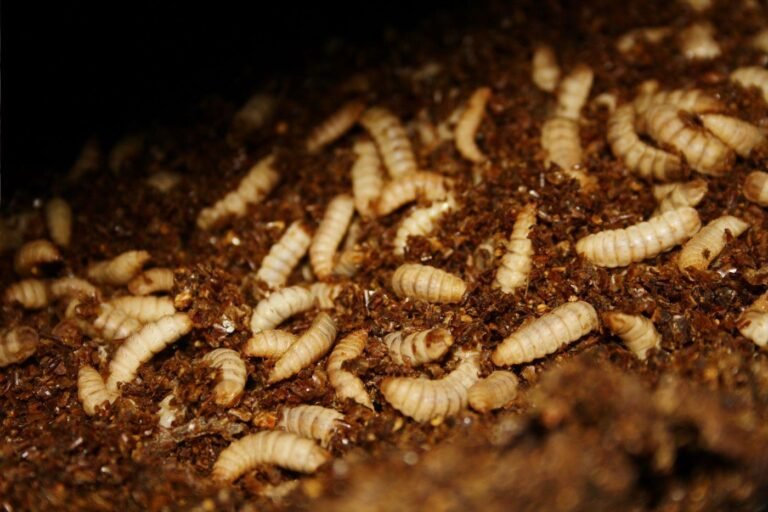 Biomar, Agronutris partners to produce next-gen insect meal aqua feed