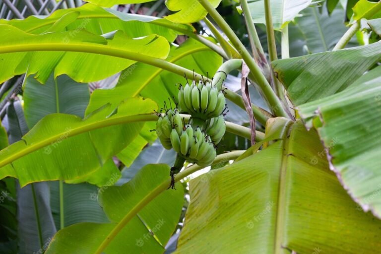 Australia aims commercial cultivation of GM banana plants to tackle Fusarium wilt