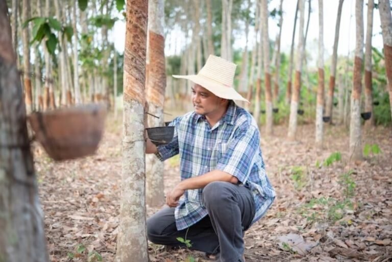 Vietnam’s Natural Rubber farmers benefit from a Smallholder Profit-Sharing Program