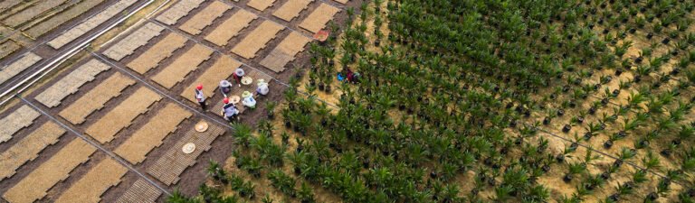 GAR unleash first RSPO Certification for Smallholders under Sawit Terampil Programme in Indonesia