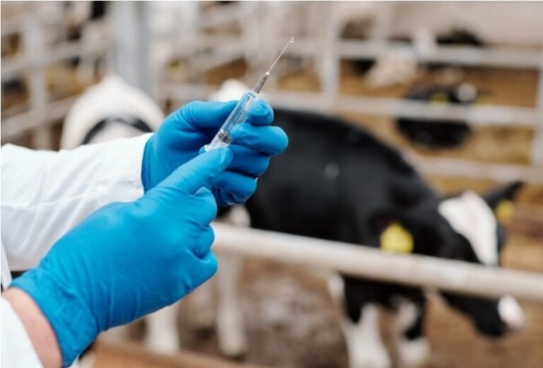 Australia equips Indonesia with 1M dose lumpy skin disease (LSD) vaccines