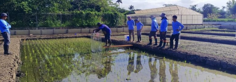 BASF and IRRI join forces to reduce carbon footprint of rice in Philippines