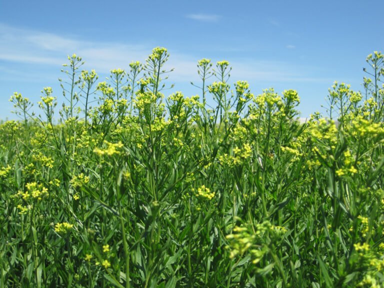 Bayer acquires Camelina assets from Smart Earth Camelina Corp. to advance Biofuels