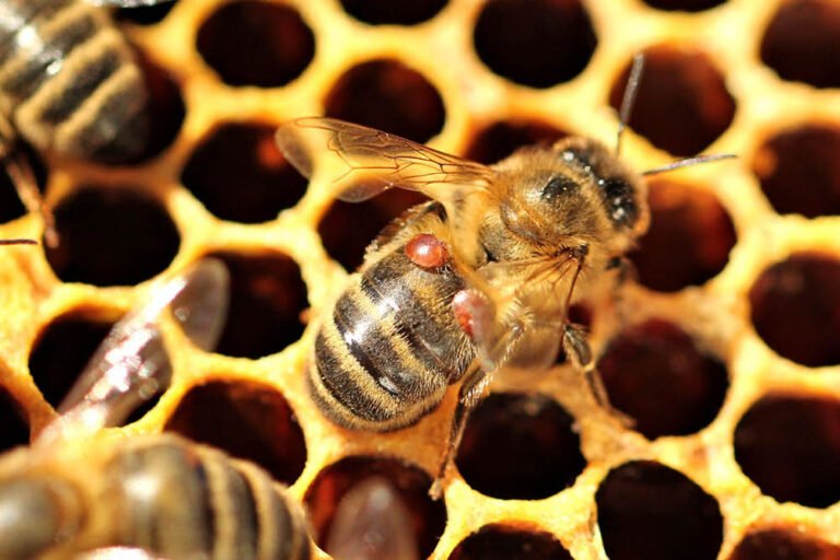 A global challenge has been launched to develop technologies to detect and manage European honey bee mites