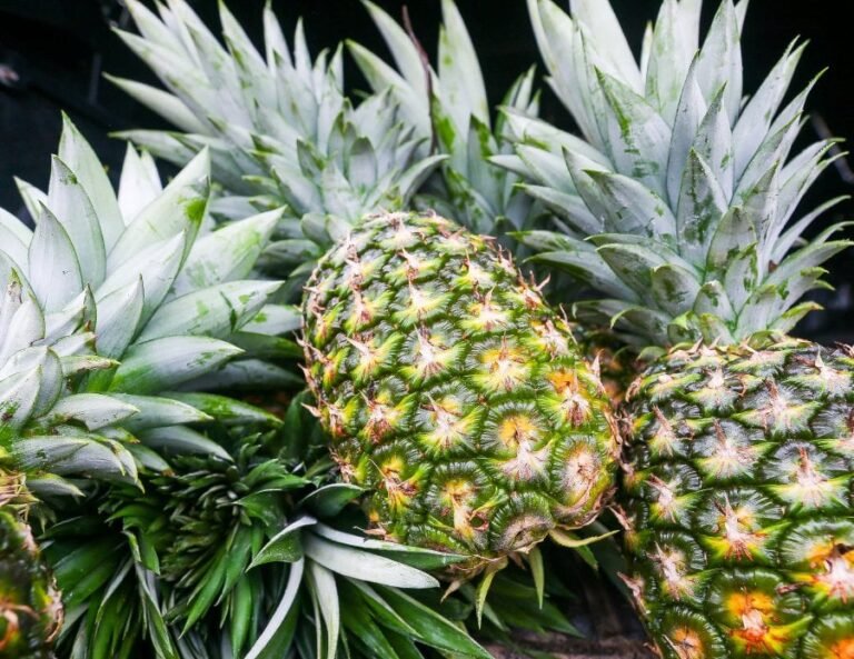 Malaysia allocates RM1 million for MD2 pineapple project in Sabah