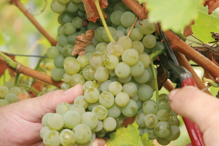 Bayer and M2i Group partner for exclusive distribution of pheromone gels globally